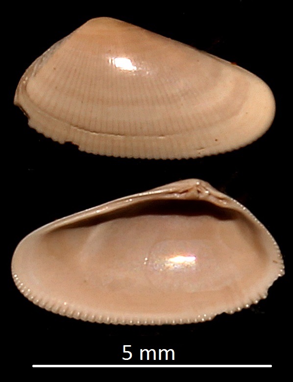 Donax (Paradonax) transversa, Miocene dell'Aquitania