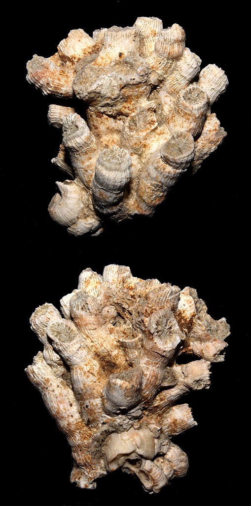 Cladocora caespitosa, Macchia della Turchina (Monteromano, VT)