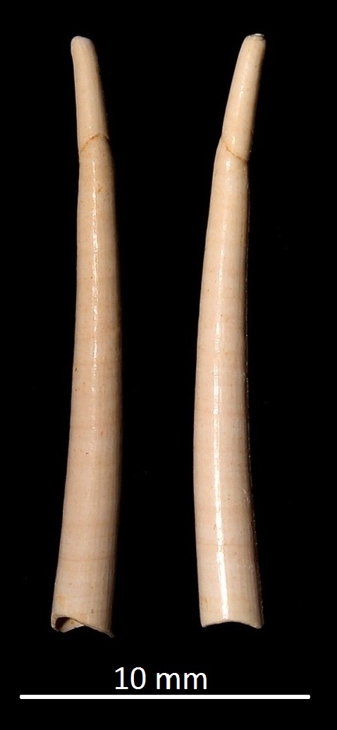 Dentalium burdigalinum, Miocene dell'Aquitania