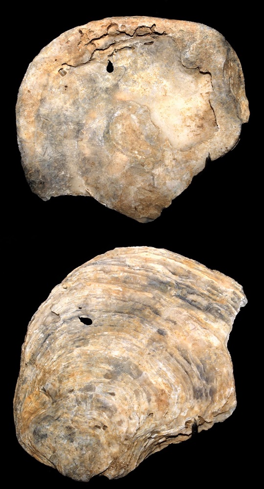 Neopycnodonte cochlear, Macchia della Turchina (Monteromano, VT)