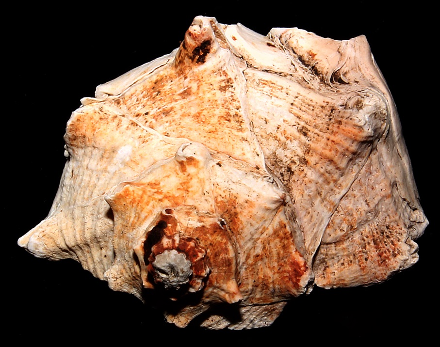 Frammento di Bolinus brandaris, Macchia della Turchina (Monteromano, VT)