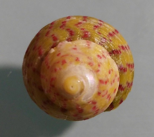 Gibbula divaricata, Santa Severa.