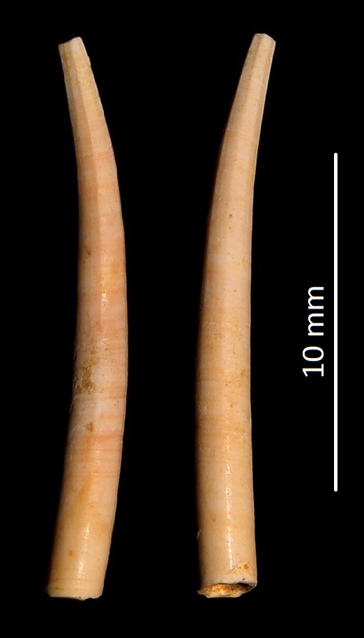 Dentalium ex-lamarcki, Miocene dell'Aquitania