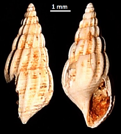 Rissoina bruguieri, Sant'Agostino (Civitavecchia, RM)