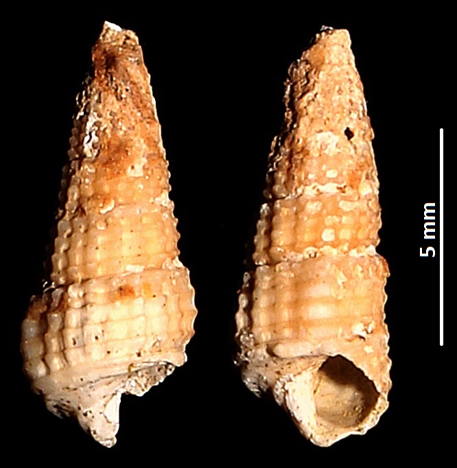 Bittium latreilli, Sant'Agostino (Civitavecchia, RM)