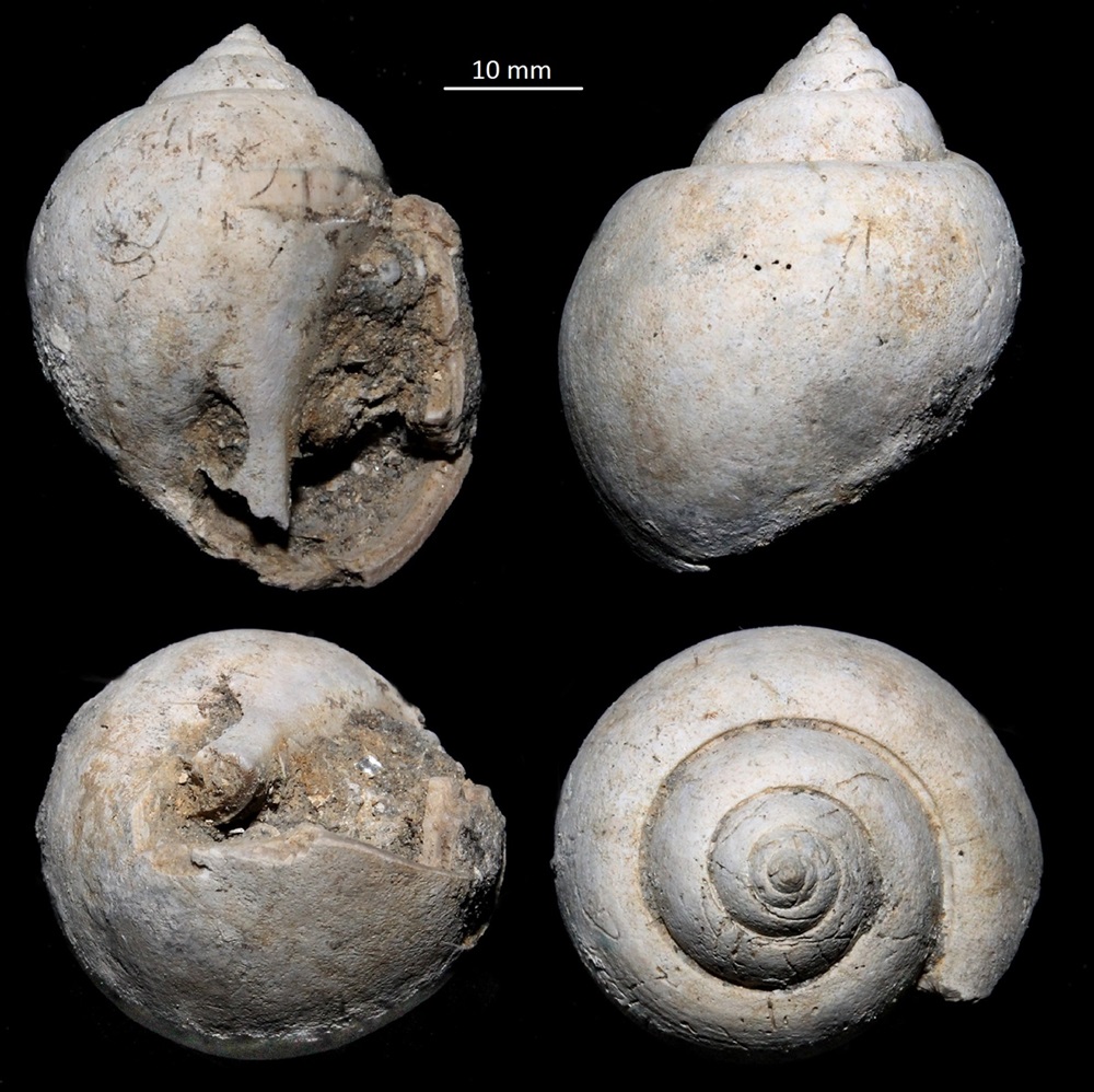 Apullina crassatina, Miocene dell'Aquitania