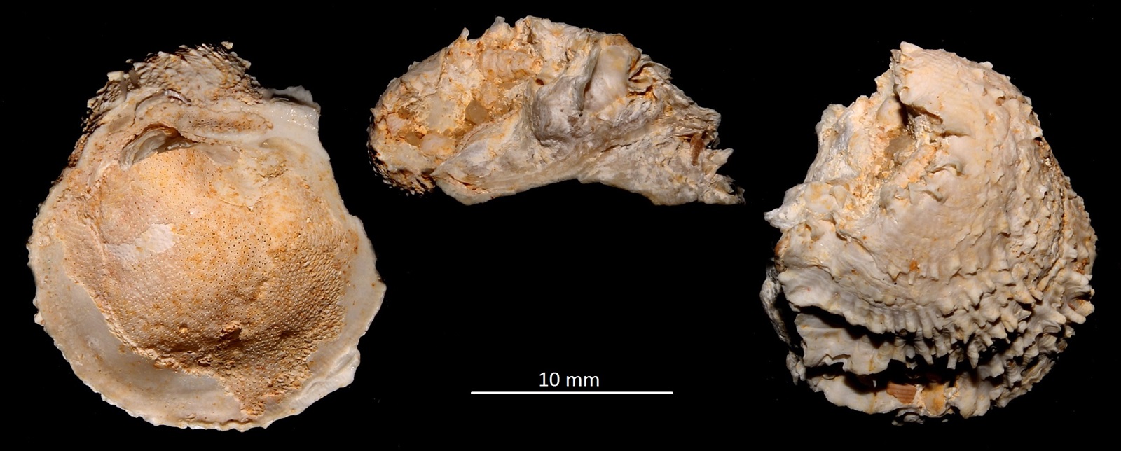 Chama gryphoides, Miocene dell'Aquitania