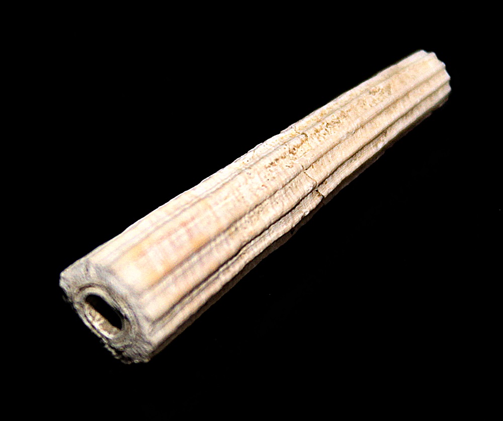 Dentalium inaequicostatum, Quattro Castella (RE)
