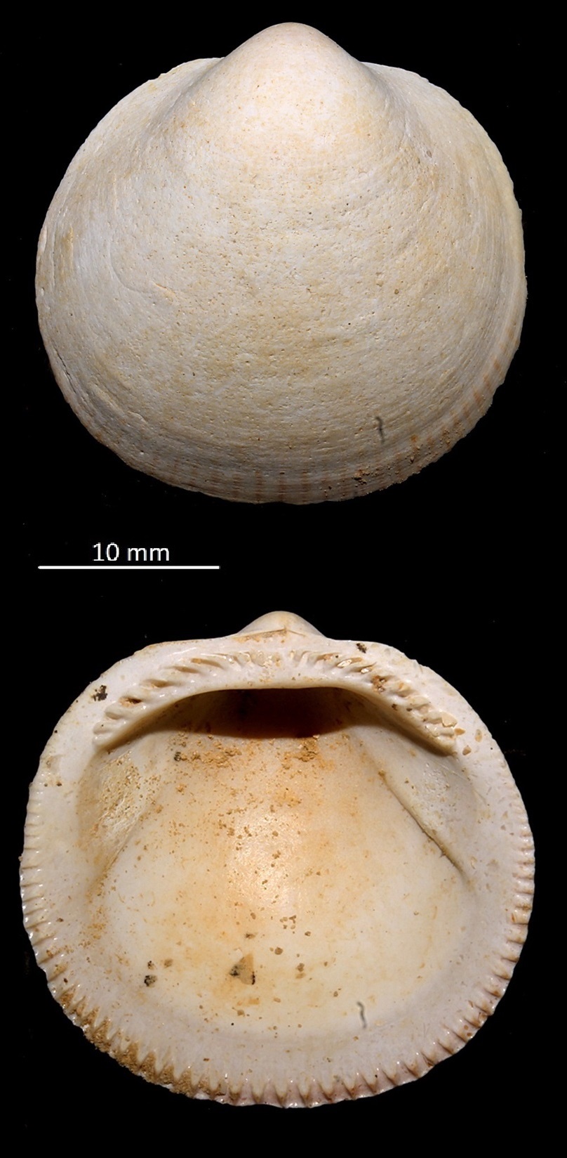 Glycymeris saucatsensis, Miocene dell'Aquitania