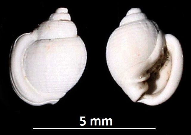 Ringicula cfr. auriculata, calanchi di Sabbiuno (BO)