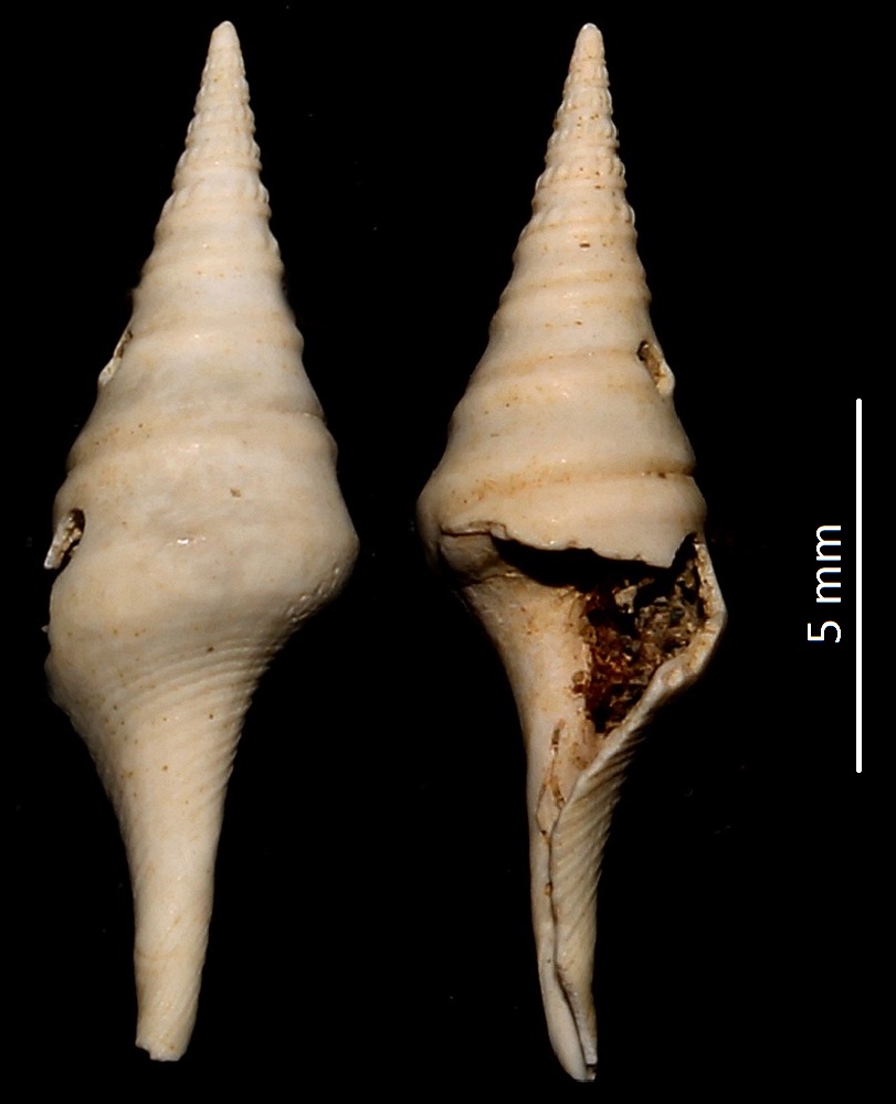 Clavatula carinifera var. burdigalensis? Miocene del bacino dell'Aquitania