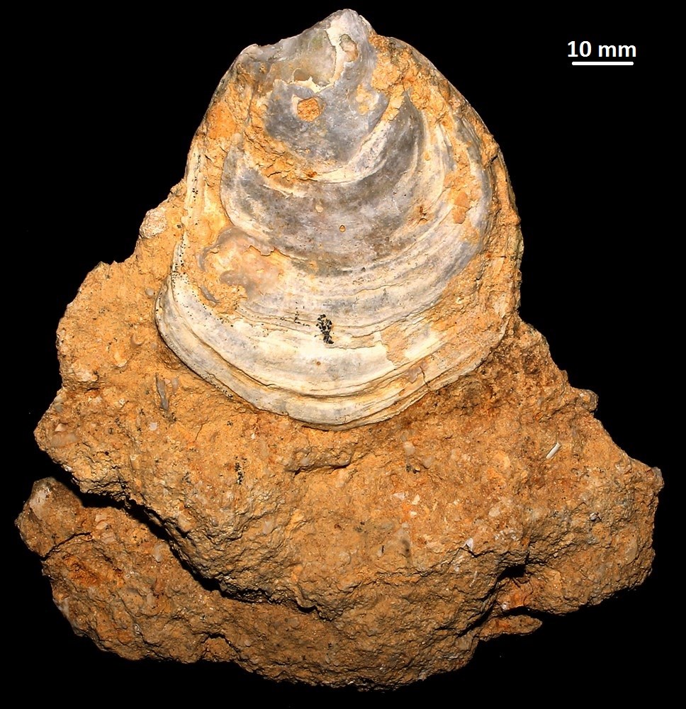 Neopycnodonte cochlear, colline di Tarquinia (VT)