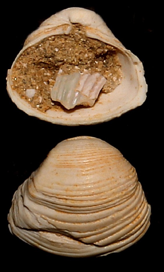 Corbula confusa, Miocene dell'Aquitania