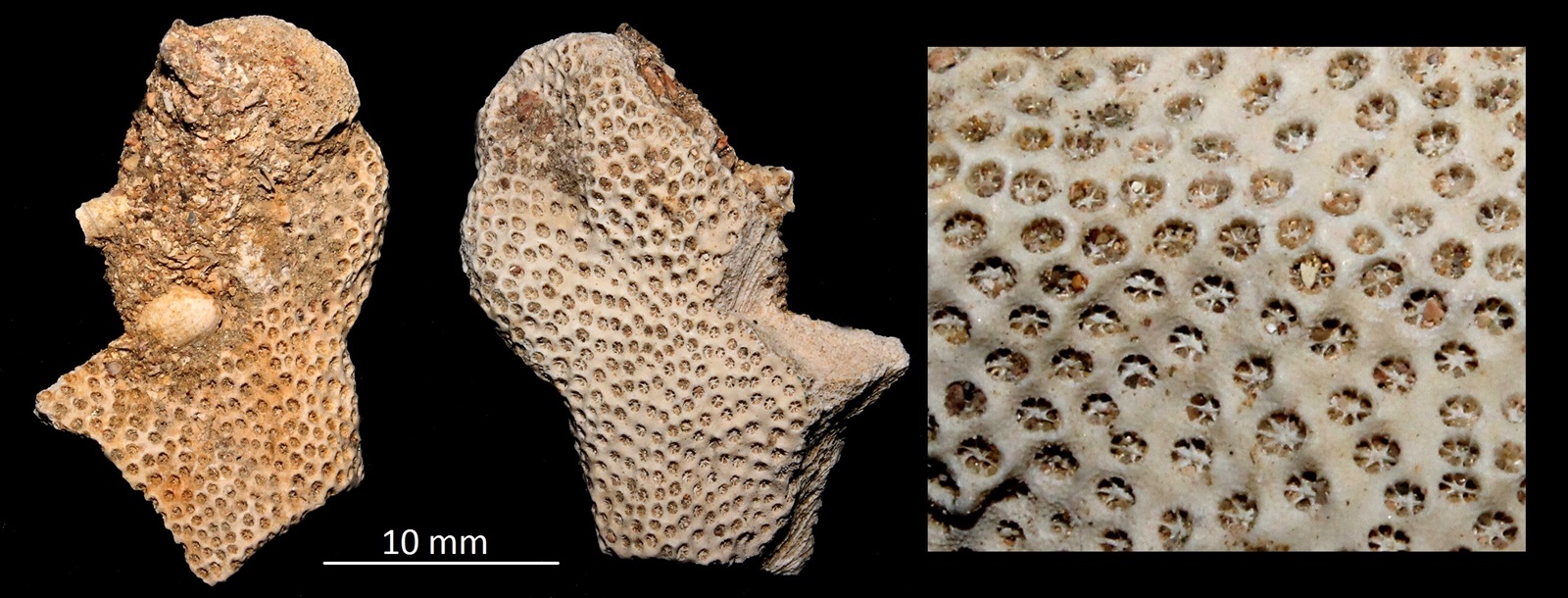 Stylophora, Miocene dell'Aquitania