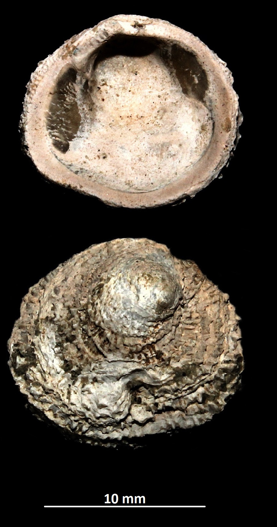 Chama gryphoides da Vignola (MO)