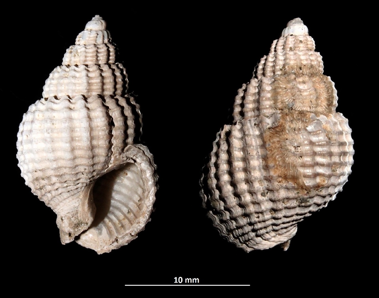 Nassarius gaiae, Vignola (MO)