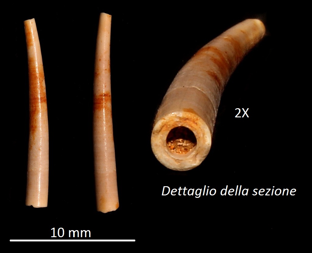 Dentalium burdigalinum, Miocene dell'Aquitania