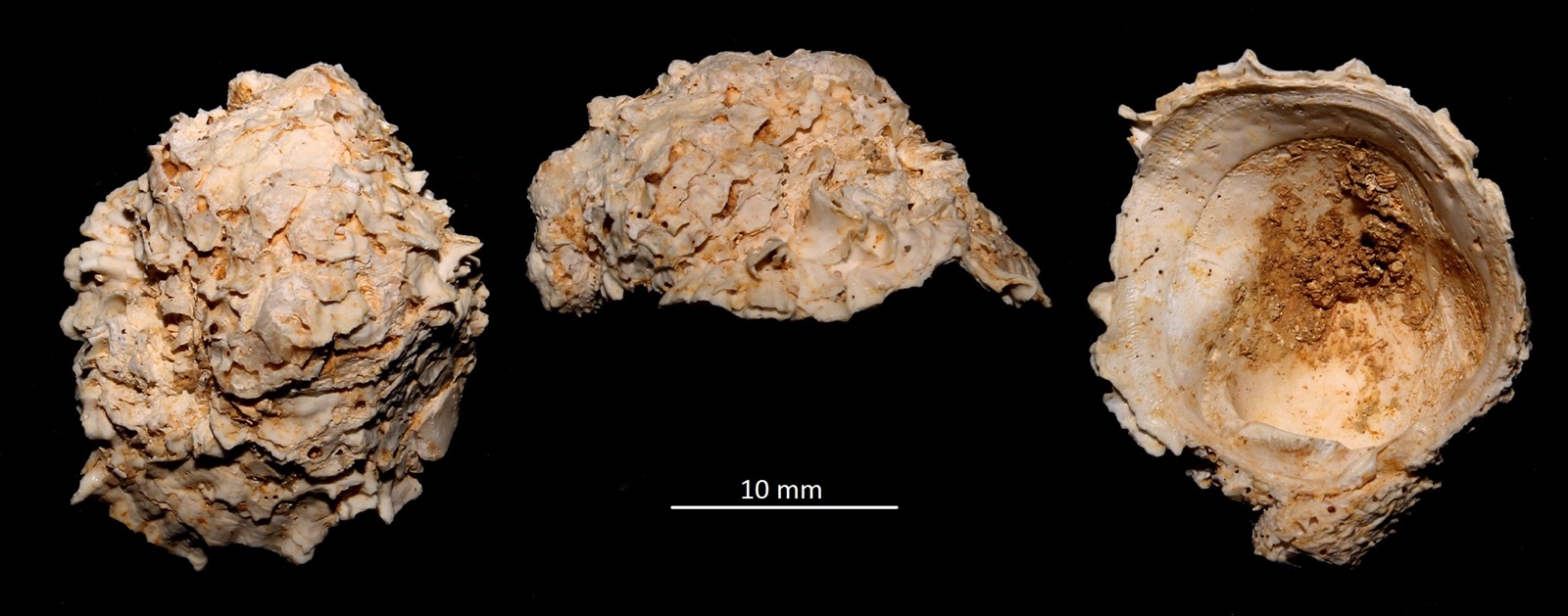 Chama gryphoides, Miocene dell'Aquitania