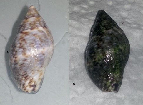 Pulire E Preparare Gusci Di Molluschi Per Una Collezione Puo Essere Facile Come Muovere Un Dito Ma Anche Difficile E Faticoso E Anche I Tempi Di Lavoro Sono Molto Variabili Questo Perche