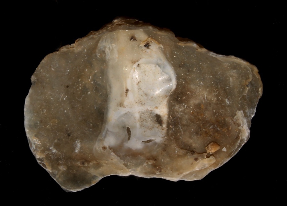 Anomia burdigalensis, Miocene dell'Aquitania