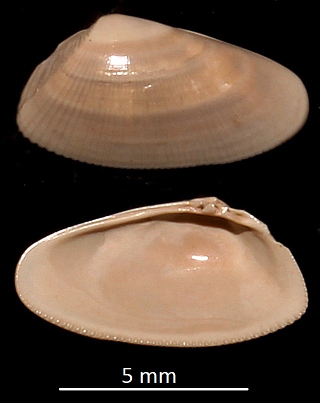 Donax (Paradonax) transversa, Miocene dell'Aquitania