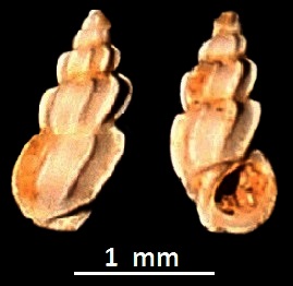 Manzonia crassa, Sant'Agostino