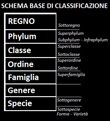 Elenco esempi di phylum molluschi