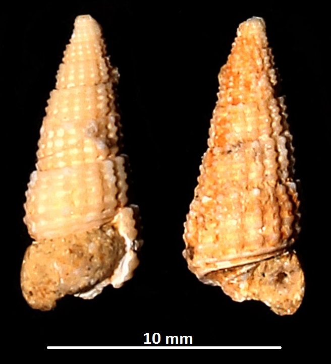 Bittium latreilli, Sant'Agostino (Civitavecchia, RM)