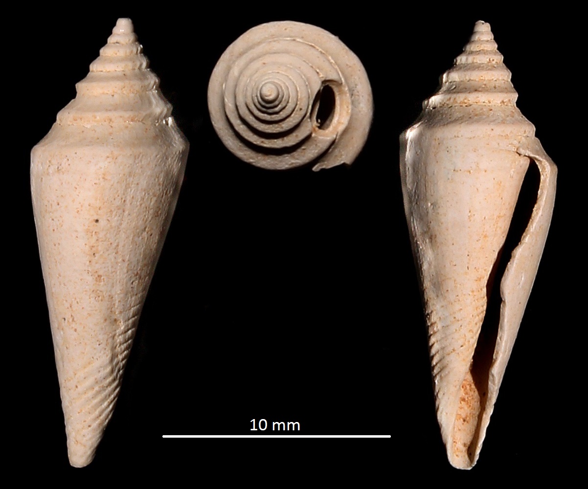 Conus subturritus, Miocene dell'Aquitania