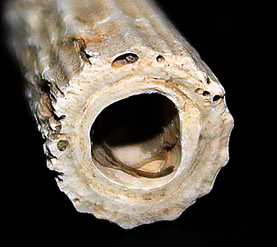 Dentalium inaequicostatum, Quattro Castella (RE)