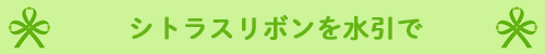 シトラスリボンを水引で