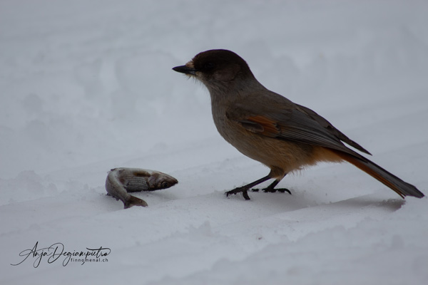 Kuukkeli - Siberian Jay - Unglückshäher