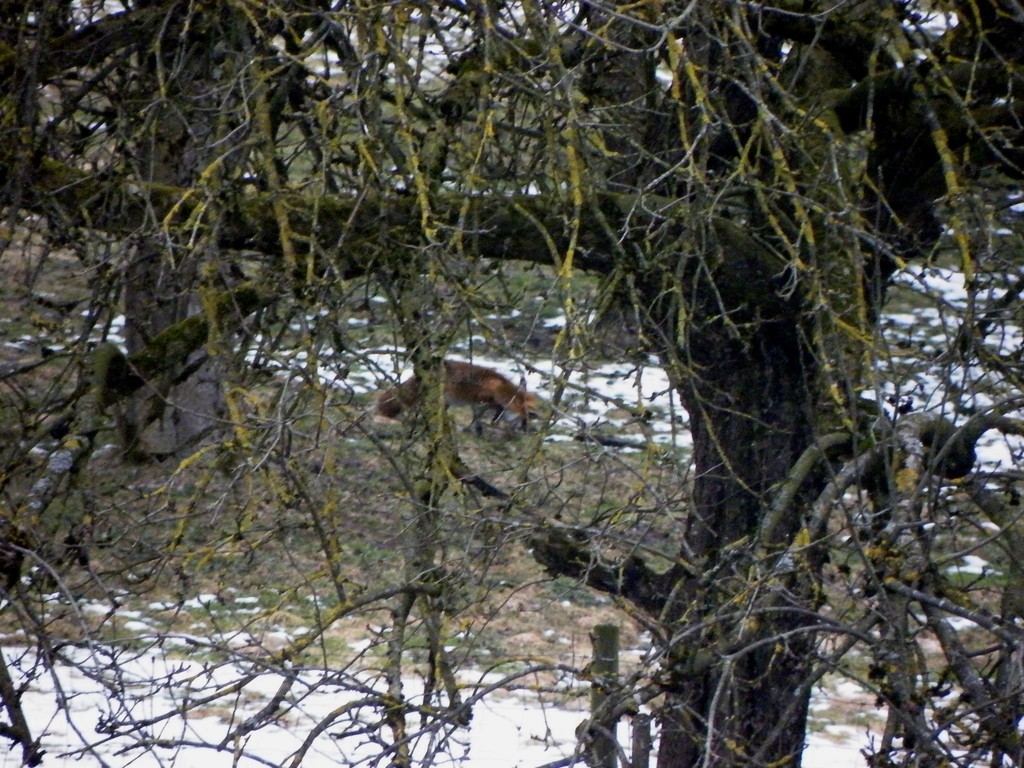 Fuchs im Baschtles Garten