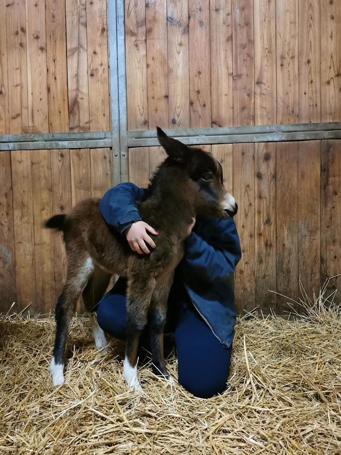 Ponsel Sandy wurde am 24. April 2021 auf dem Ponyclub Horsbüll geboren. 