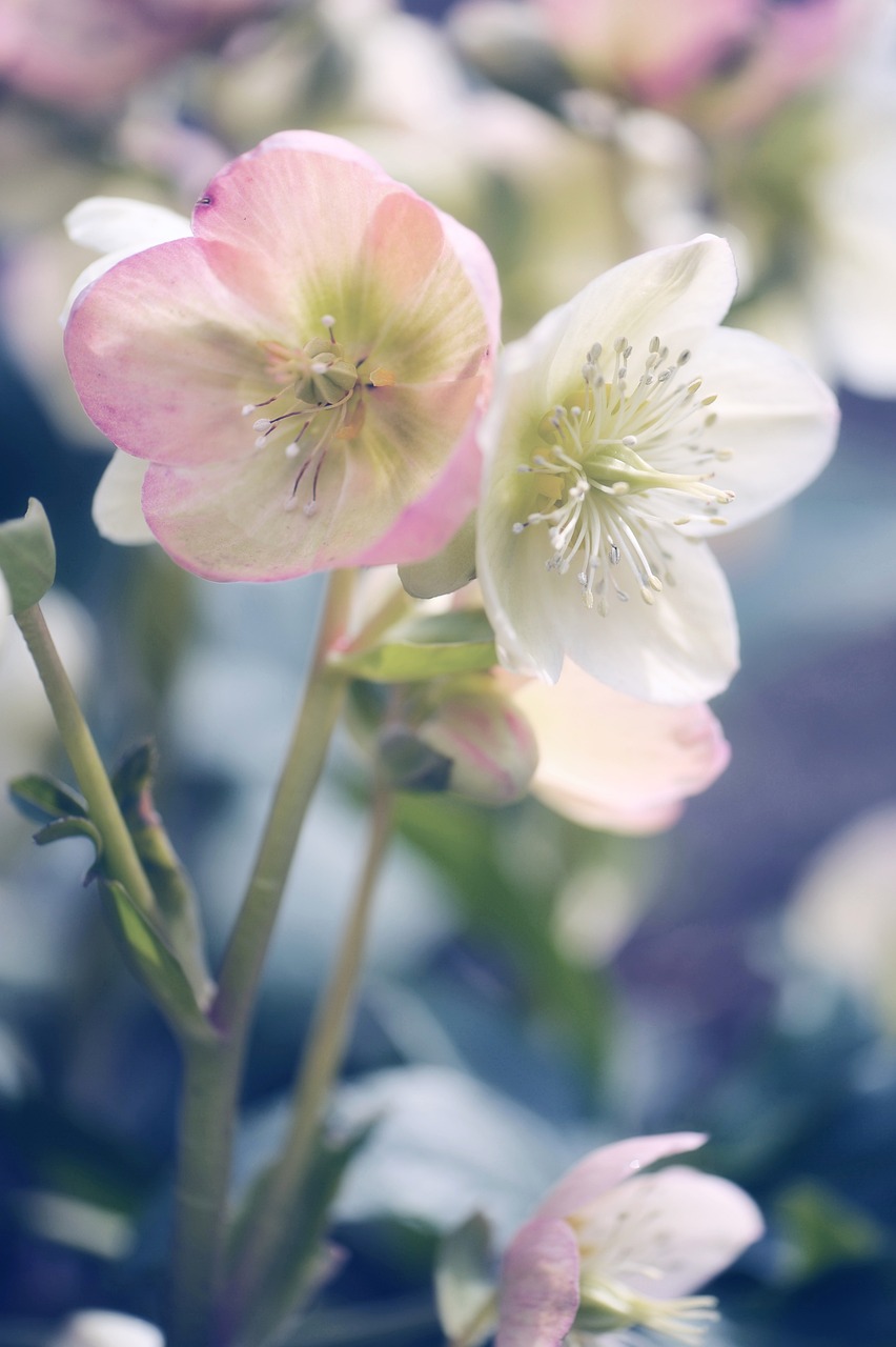 Pflanzenportrait: Christrose (Helleborus) - eine alte Heilpflanze für Experten