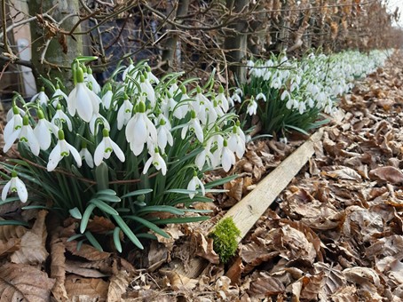 Pflanzenportrait: Schneeglöckchen – die zarten Vorboten des Frühlings und eine besondere Sorte mit bewegender Geschichte