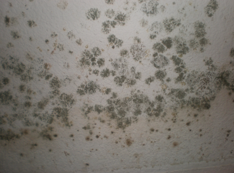 the affects of mold