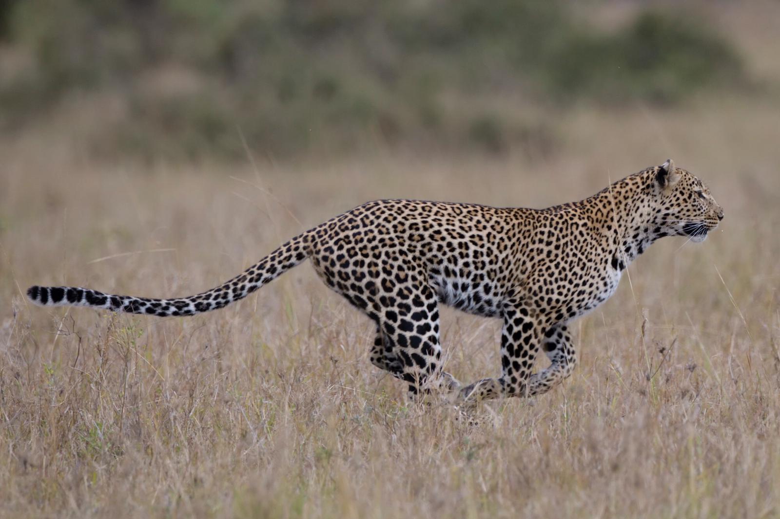 Leoparden Jagd Serengeti Wildlife bei Uwe Skrzypczak