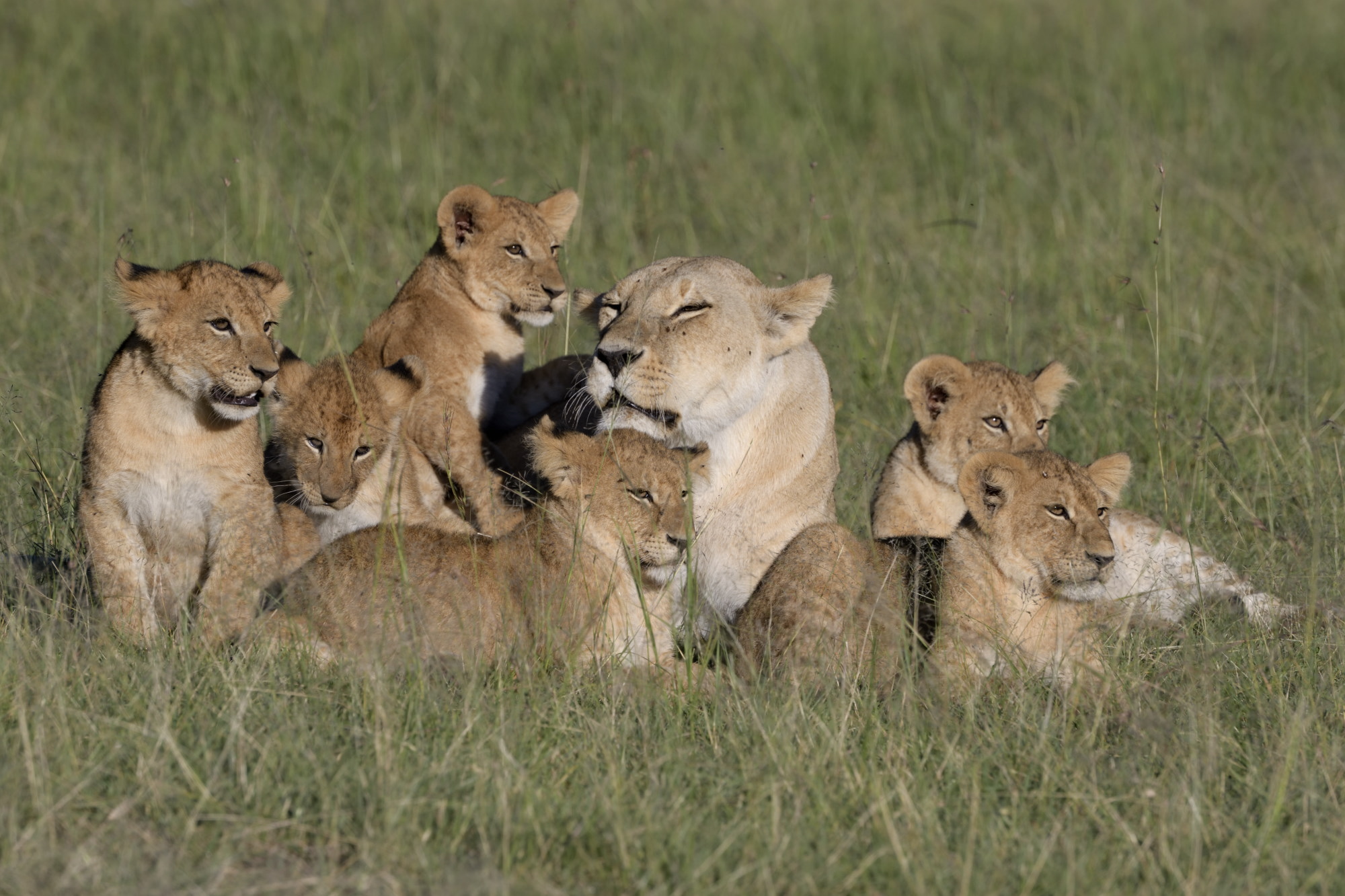Löwenrudel Masai Mara 