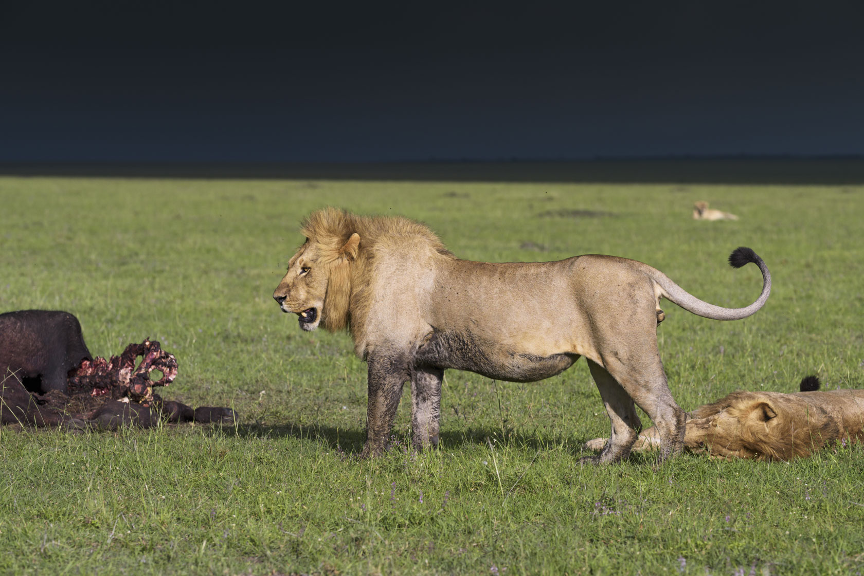 Einer hungrigen Löwin (im Hintergrund), die sich vor einigen Tagen zu den vier Löwen gesellt hat, verwehren die männlichen Tiere den Zugang zu ihrem Riss