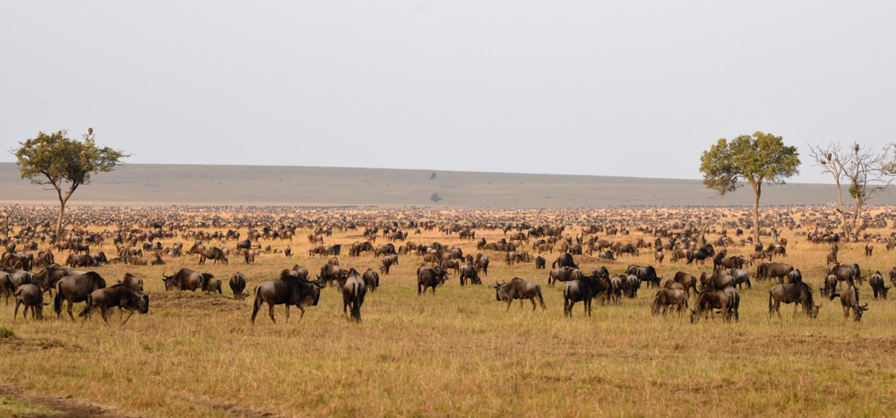 Gnuherden Masai Mara, Kenia - Fotoworkshop Uwe Skrzypczak