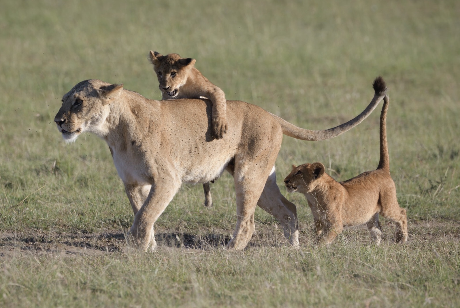 Löwenrudel Masai Mara 