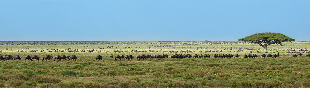 Serengeti Masai Mara Ökosystem