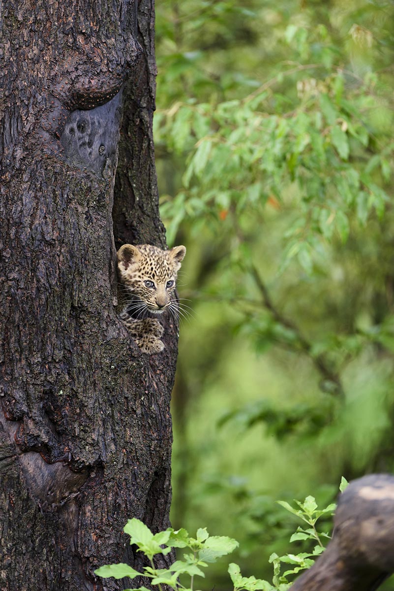 Leopardin, genannt „Bahati“ in der vorangegangen Serie vom März am Riss und jetzt im November mit ihren beiden, ca. 10 Wochen alten Babys. @ by Uwe Skrzypczak