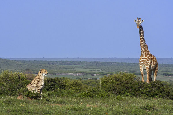 Malaika mit eine Giraffe, die sie sehr genervt hat. Sie lag mit ihren Jungs auf der Lauer um eine Herde Impalas zu attackieren, aber die Giraffe wich nicht von ihrer Seite und warnte alle anderen Tiere in der näheren Umgebung vor der Gefahr .