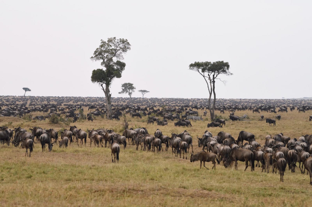 Gnuherden Masai Mara, Kenia - Fotoworkshop Uwe Skrzypczak