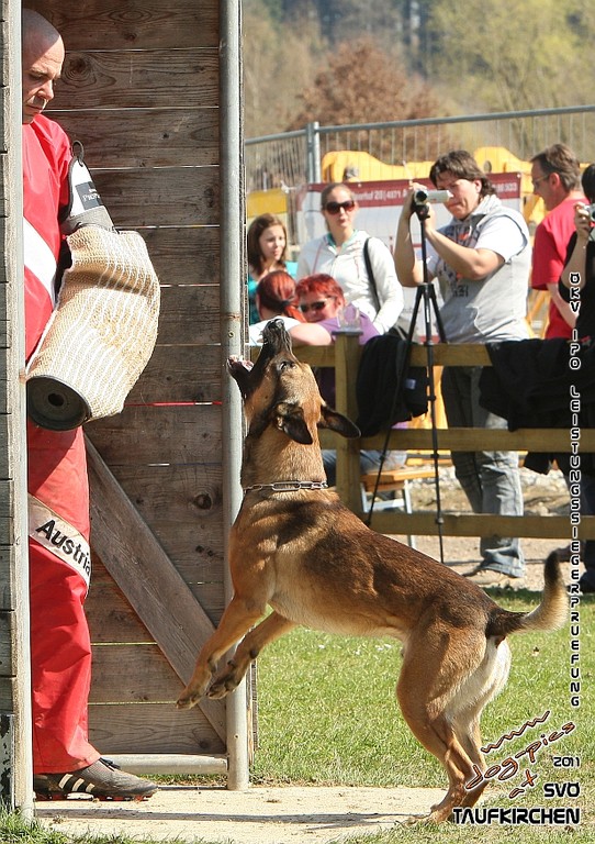 ÖKV-Leistungssiegerprüfung 2011