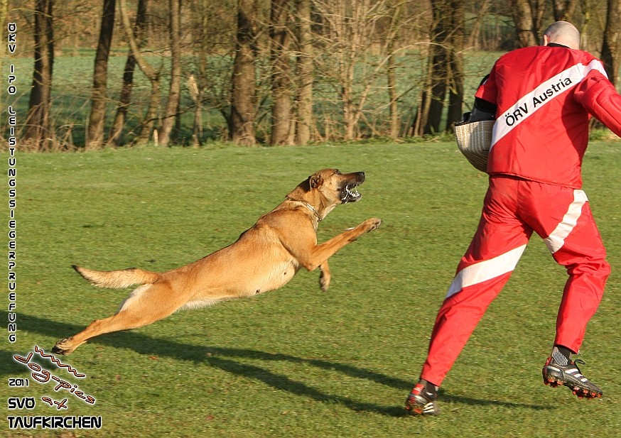 ÖKV-Leistungssiegerprüfung 2011