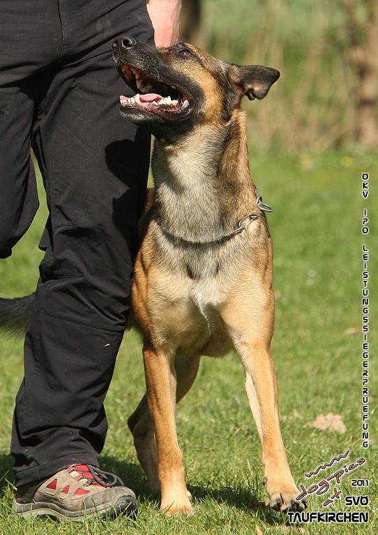 ÖKV-Leistungssiegerprüfung 2011