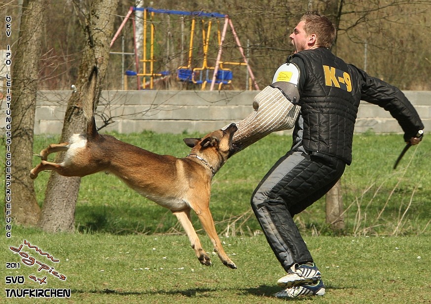 ÖKV-Leistungssiegerprüfung 2011